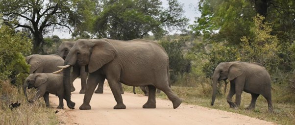 Explore Phalaborwa – Safari Days, Goldrush Nights